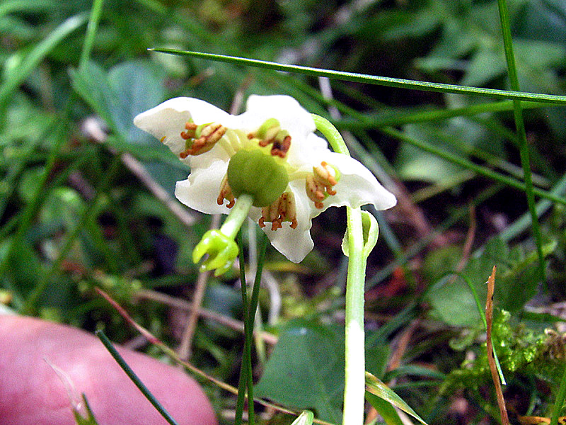Moneses uniflora (L.) A. Gray / Piroletta soldanina